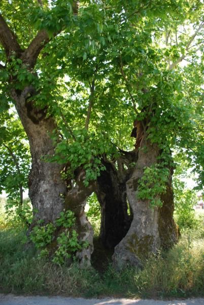 YAYLA 5_402x600.jpg