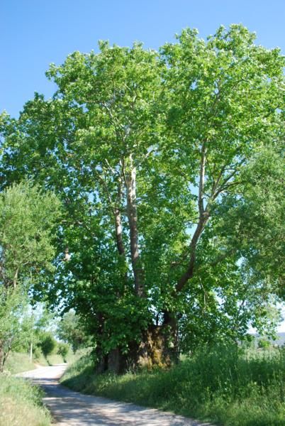 YAYLA 6_402x600.jpg