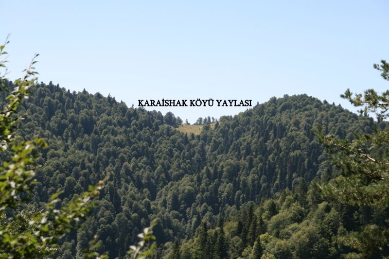 YAYLA