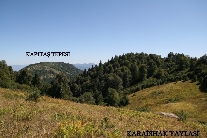 YAYLA1.jpg