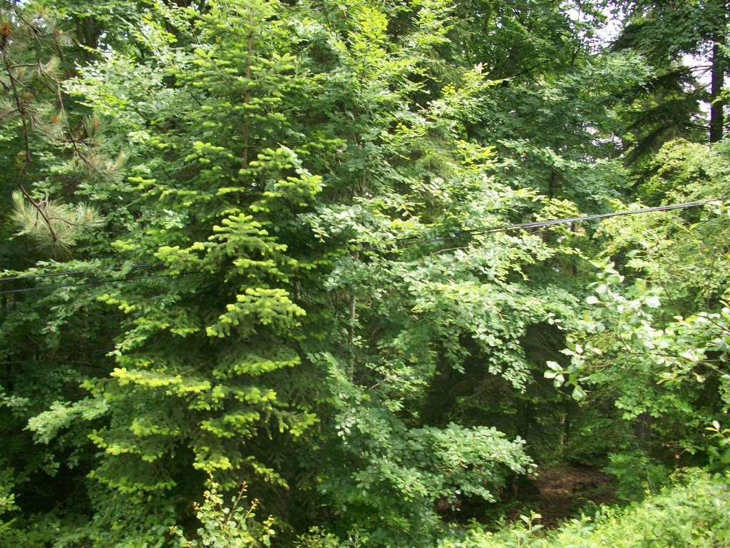 Yenice OrmanlarÃƒÂƒÃ‚Â„ÃƒÂ‚Ã‚Â± 1.jpg