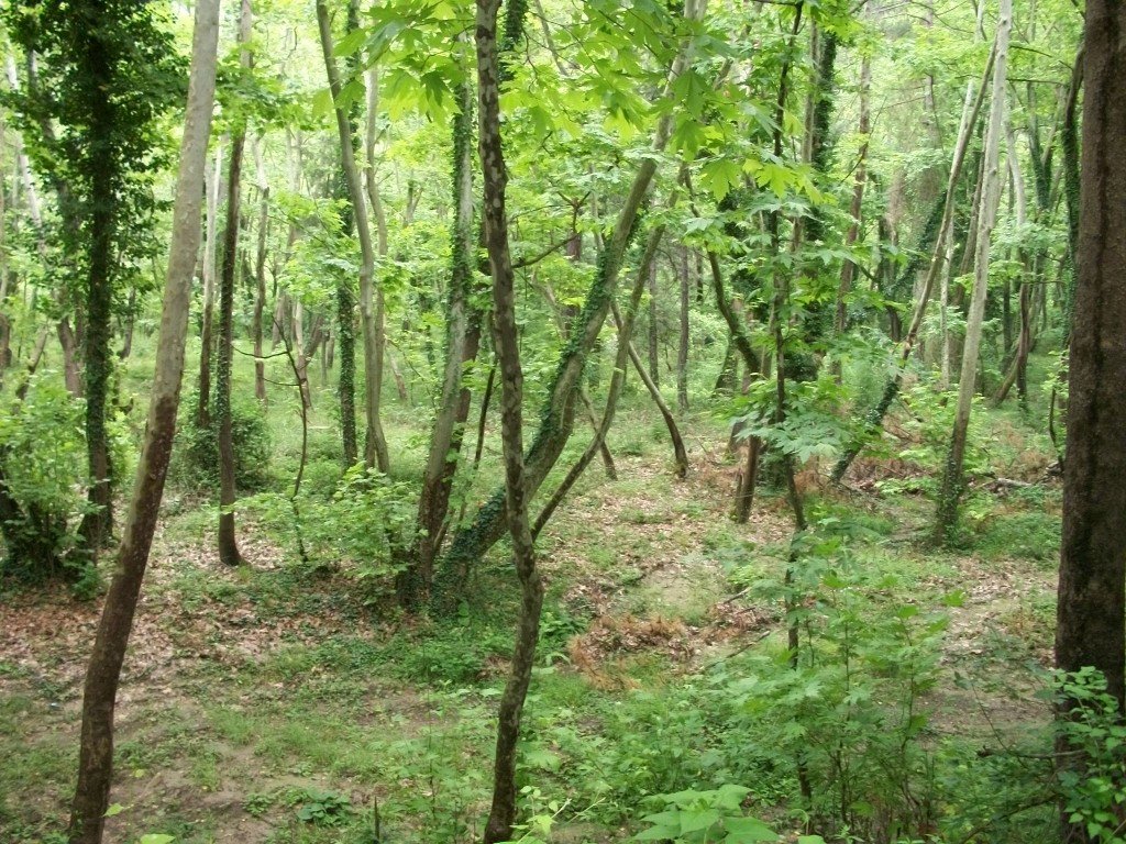 Yenice OrmanlarÃƒÂƒÃ‚Â„ÃƒÂ‚Ã‚Â± 10.jpg