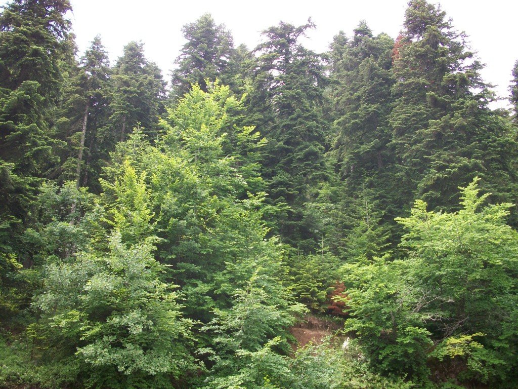 Yenice OrmanlarÃƒÂƒÃ‚Â„ÃƒÂ‚Ã‚Â± 2.jpg