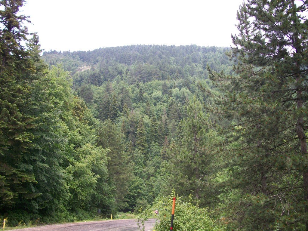 Yenice OrmanlarÃƒÂƒÃ‚Â„ÃƒÂ‚Ã‚Â± 3.jpg