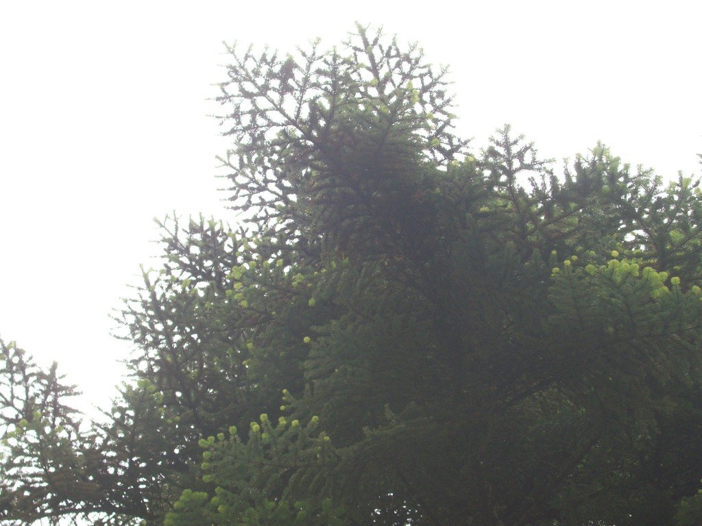 Yenice OrmanlarÃƒÂƒÃ‚Â„ÃƒÂ‚Ã‚Â± 4.jpg