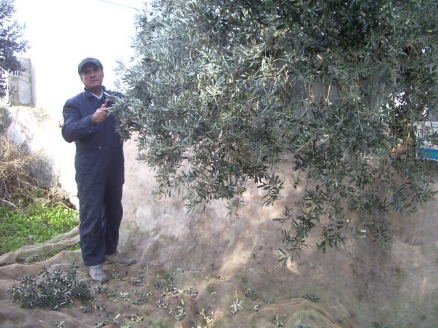 ZEYTÃƒÂƒÃ‚Â„ÃƒÂ‚Ã‚Â°N TOPLARKEN.JPG