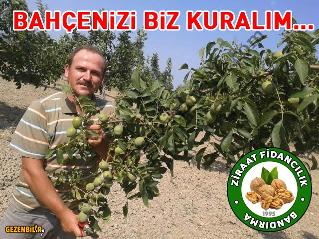 ziraat-fidancilik-ceviz-bahcesi.jpg