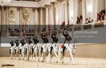 Lipizzaner Stallions 1 zpsjrjnpyjt