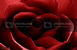 DSC_6329rose.jpg