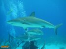 caribbean-reef-sharks.jpg