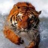 flying tiger