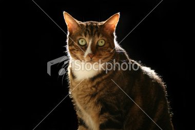 istockphoto_10232586-cat-portrait.jpg