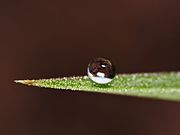 180px-Dew_2.jpg